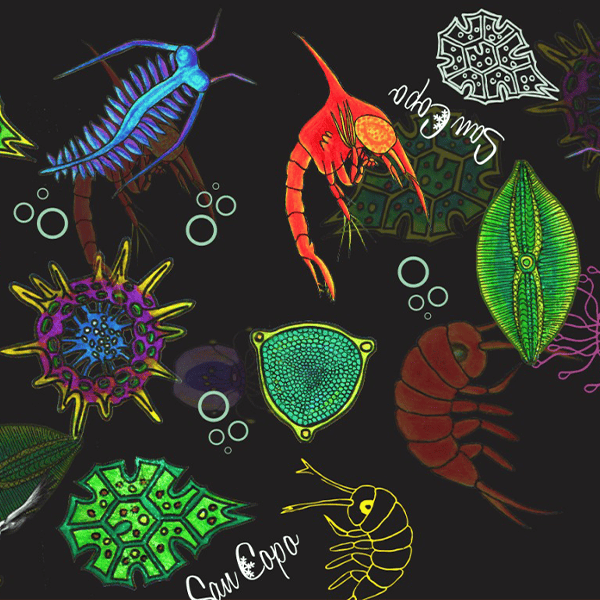 SAN COPO - Diseño y moda - Foto 12 - Ushuaia City